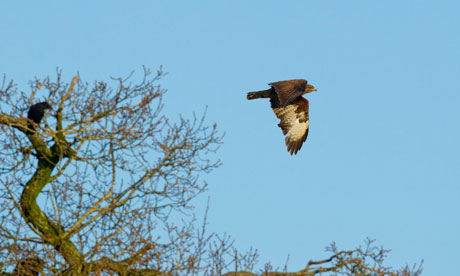 Buzzard in flight in Bedfordshire