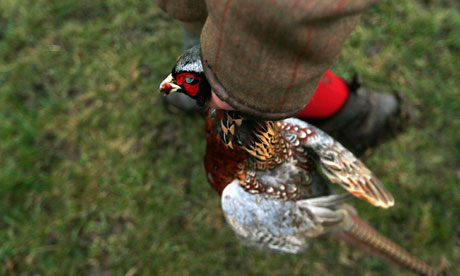 Shooting pheasants : A man holds a dead pheasant which he shot during in Lewknor, southern England