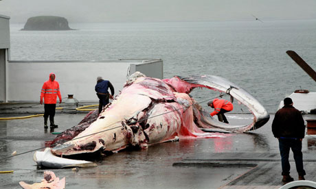 Iceland Resumes Fin Whale Hunting After Two-year Break | SELVA- Vida ...