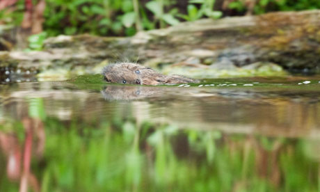 Water vole (Arvicola amphibious) carrying baby to a new nest.