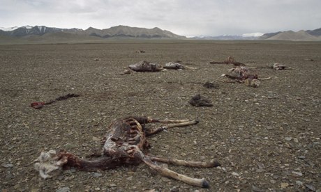Chiru or tibetan antelope killed due to demand for luxurious wool called shatoosh