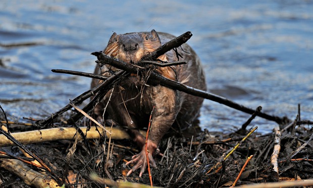 Bring Back Beavers To Control Flooding Environment Secretary Told