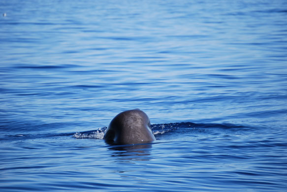 Whale watching: Sperm whale