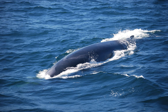 Whale watching: Fin whale