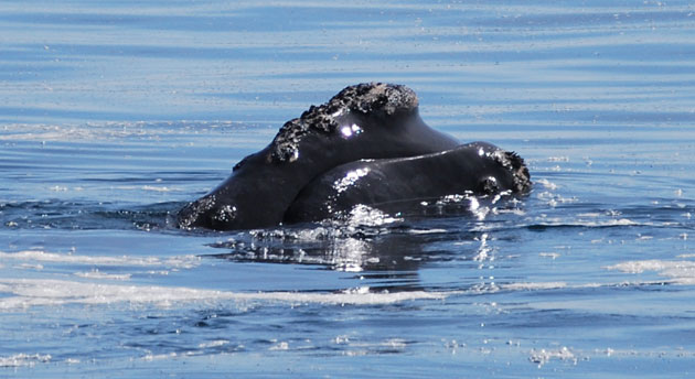 Whale watching: North Atlantic right whale