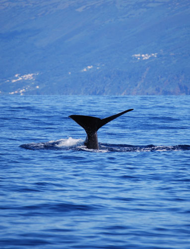 Whale watching: Sperm whale