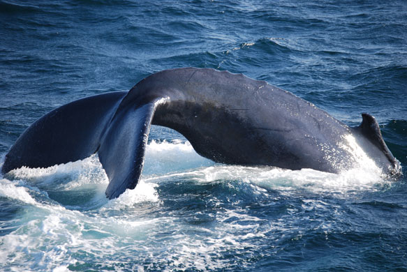 Whale watching: Humpback
