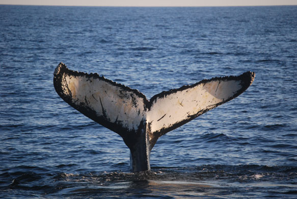 Whale watching: Humpback fluke