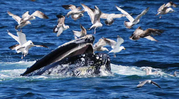 Whale watching: Humpback feeding