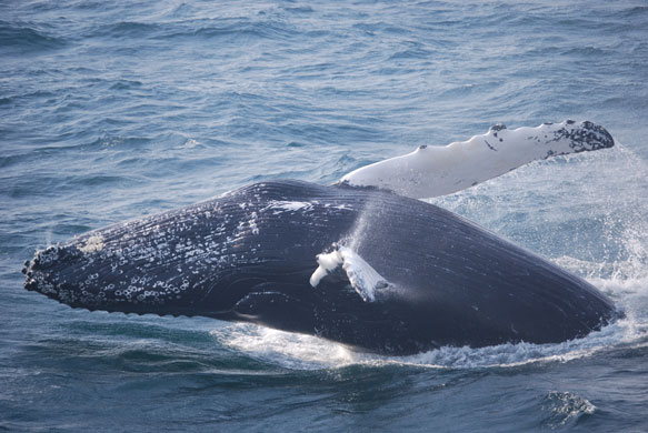 Whale watching: Whale breach