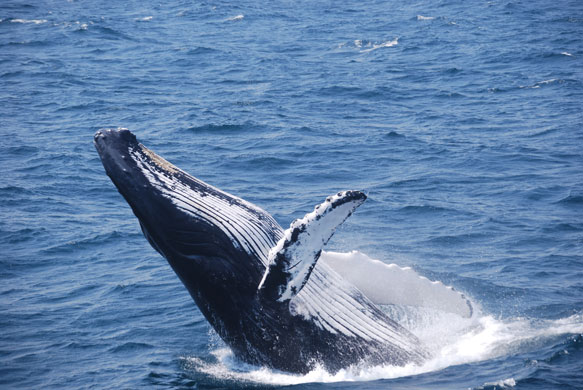 Whale watching: Humpback breach repeatedly