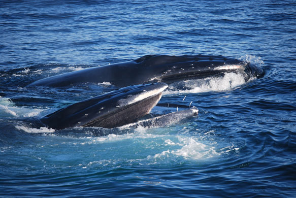 Whale watching: Feeding humpbacks