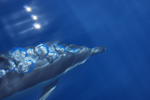 Whale watching: Common dolphin