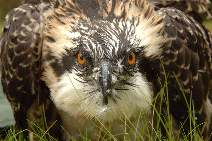 England's forests: osprey chicks waiting to be ringed weighed and measured