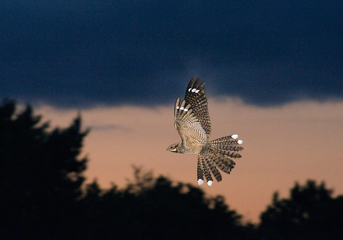 England's forests: Nightjars bird