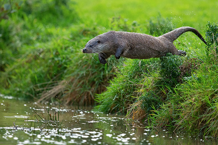 England's forests: otters