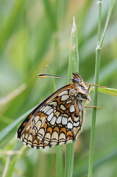 England's forests: butterflies