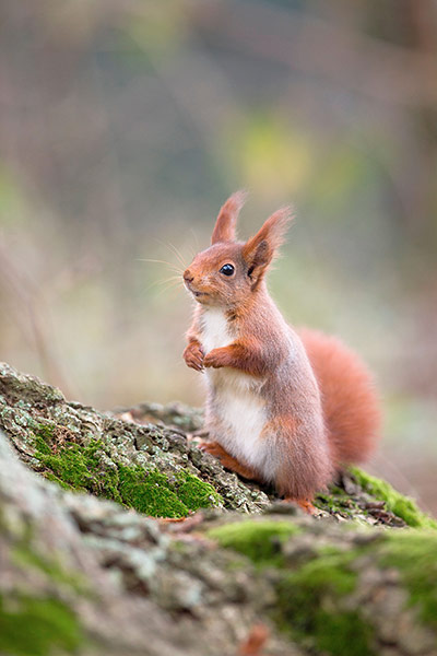 England's forests: Red Squirrel