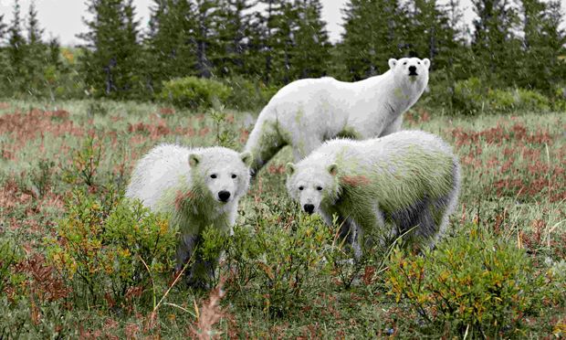 IPCC report climate impacts on wildlife Environment The Guardian