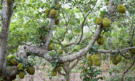 Jackfruit Tree, Artocarpus Heterophyllus, in Vietnam 