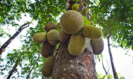 JJackfruit or Jack Tree (Artocarpus heterophyllus), fruit growing on the tree, India