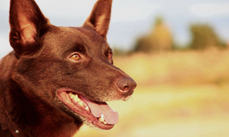 Red Dog | Film | The Guardian