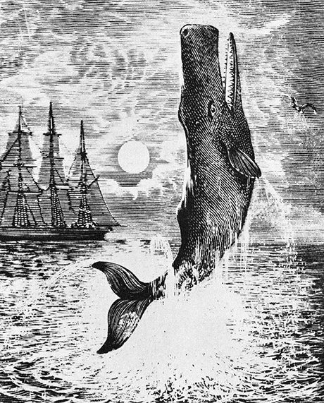 Leviathan: Moby-Dick illustration