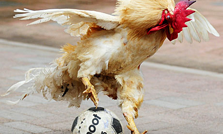 A-cockerel-playing-footba-007.jpg