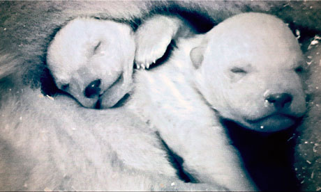 Frozen-Planet-polar-bears-007.jpg