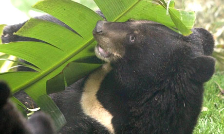 moon bear by gill lewis – review