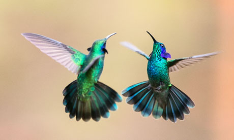 http://static.guim.co.uk/sys-images/GUARDIAN/Pix/pictures/2013/7/25/1374761416975/hummingbirds-008.jpg