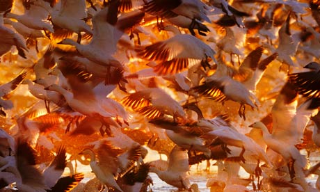 http://static.guim.co.uk/sys-images/GUARDIAN/Pix/pictures/2013/7/25/1374761810754/snow-geese-008.jpg