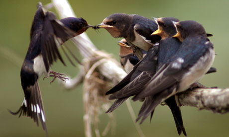 http://static.guim.co.uk/sys-images/GUARDIAN/Pix/pictures/2013/7/25/1374763164662/A-BARN-SWALLOW-FEEDS-ITS--008.jpg