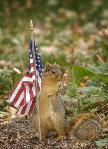Gallery%20November%207%202008:%20Omaha,%20US:%20A%20squirrel%20tries%20to%20take%20some%20material%20from%20a%20flag