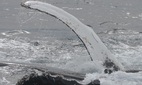 Humpback Whale saves Seal from Killer Whales