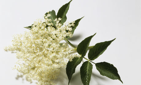 Forum Image: http://static.guim.co.uk/sys-images/Guardian/About/General/2009/5/27/1243441265272/Elderflower-sprig-001.jpg
