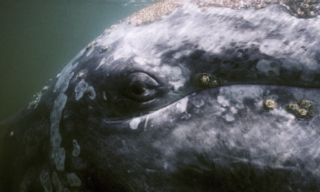 Face-of-a-gray-whale-006.jpg