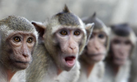 Macaque-monkeys-sit-in-a--001.jpg