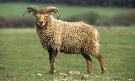 [Image: soay-sheep-farm-park-001.jpg]