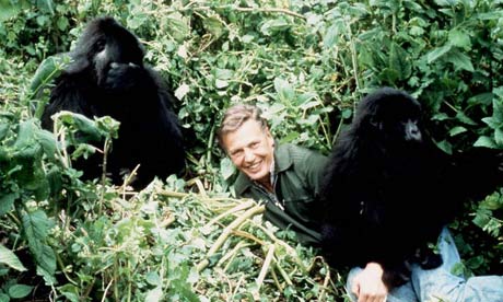 SHOWBIZ Gorilla/Attenborough