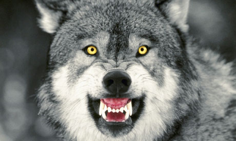 Snarling-Gray-Wolf-006.jpg