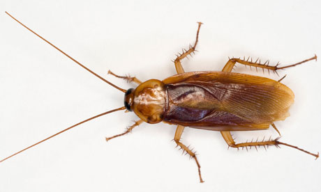 Cockroach