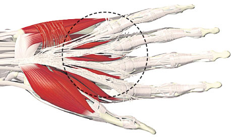 Fascia