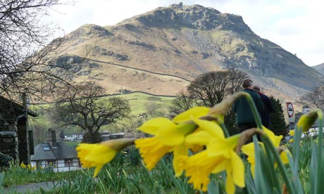 Spring-daffodils-in-Grasm-007.jpg