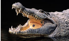 A-Nile-crocodile---big-en-009.jpg