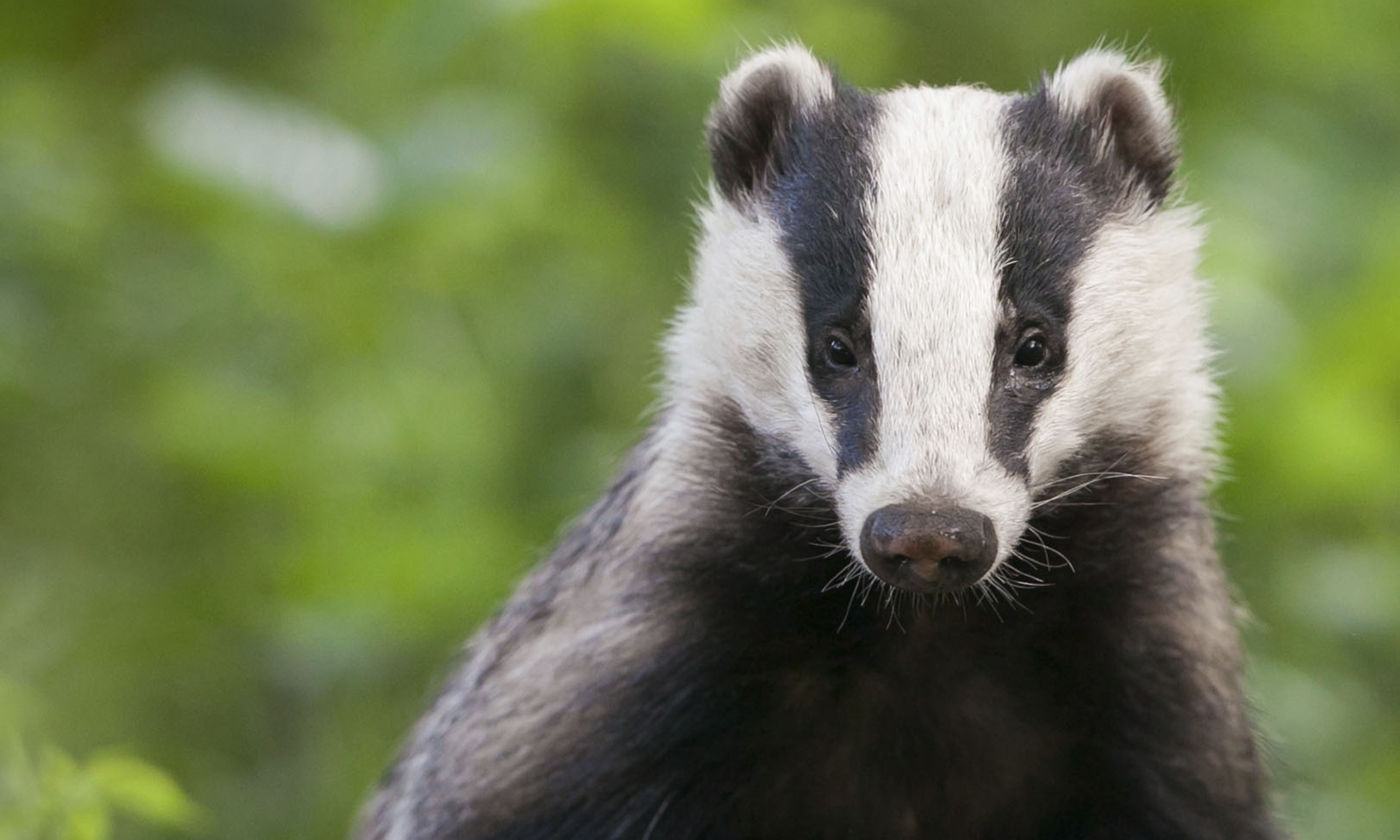 badger - définition - C'est quoi