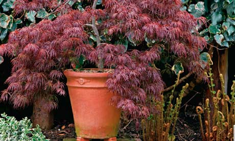 Gardens: picking the perfect pots | Life and style | The Guardian