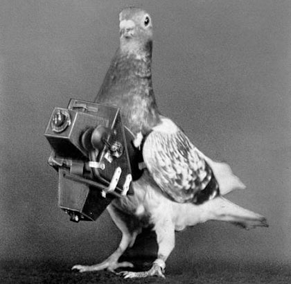 Pigeon fitted with a camera