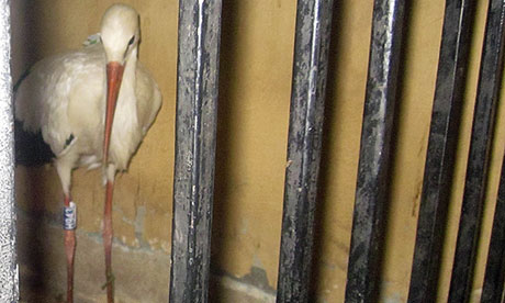 A stork is held in a police station in Egypt 