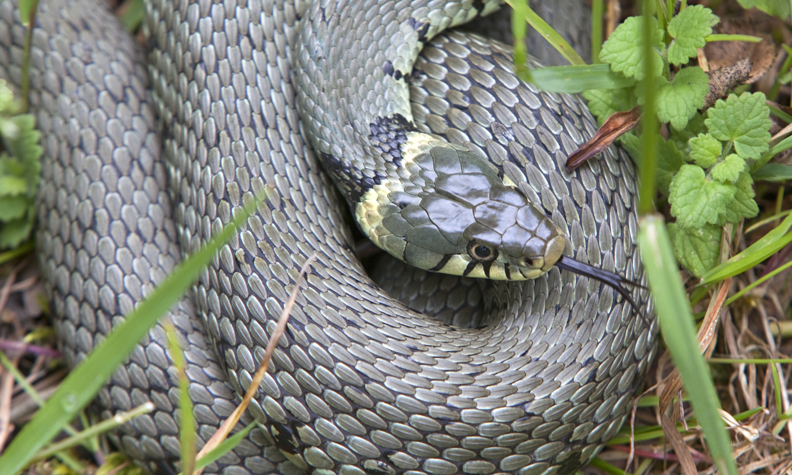 a-grass-snake-on-slub-mountain-environment-the-guardian